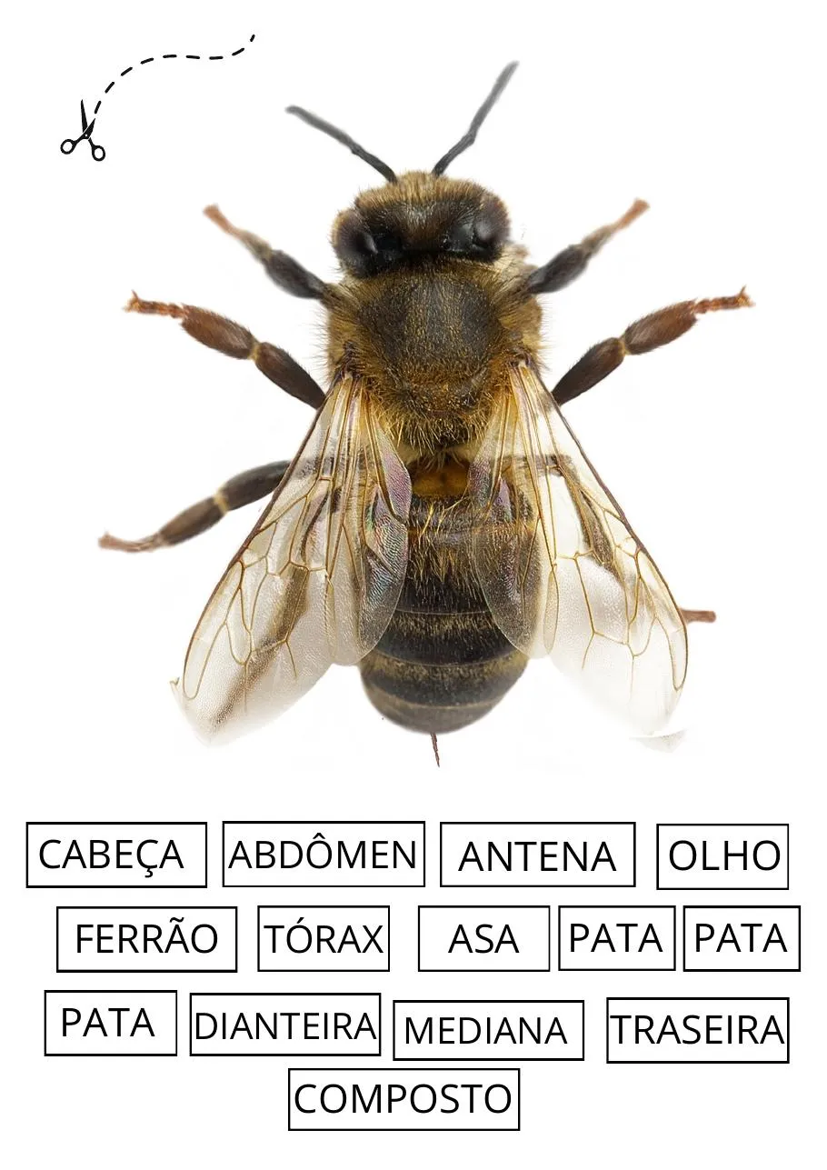 Página de amostra com atividade sobre as partes da abelha.