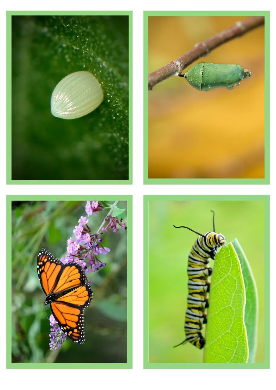 Página de amostra com fotografias das fases do ciclo de vida da borboleta.